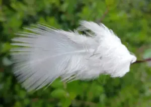 Pat 04 Vreemde vogel